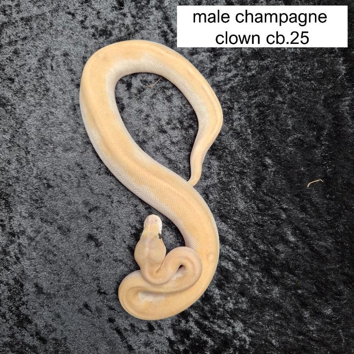pastel champagne clown nk25 Ball Python - male for sale from Roundhog serpents