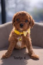 Maltipoo pups Maltezer x toy poedel, Overige rassen, 8 tot 15 weken, Parvo, Meerdere