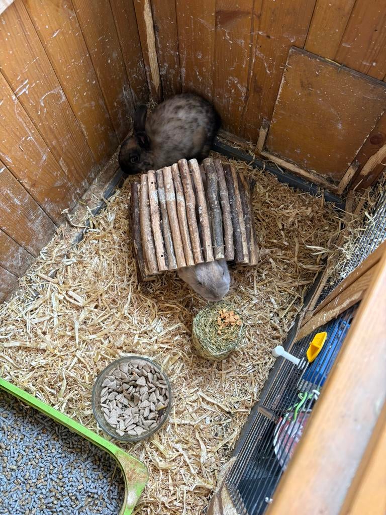 2 lieve konijnen incl hok, Dieren en Toebehoren, Knaagdieren, Mannelijk, Overige typen, Tam, Oktober