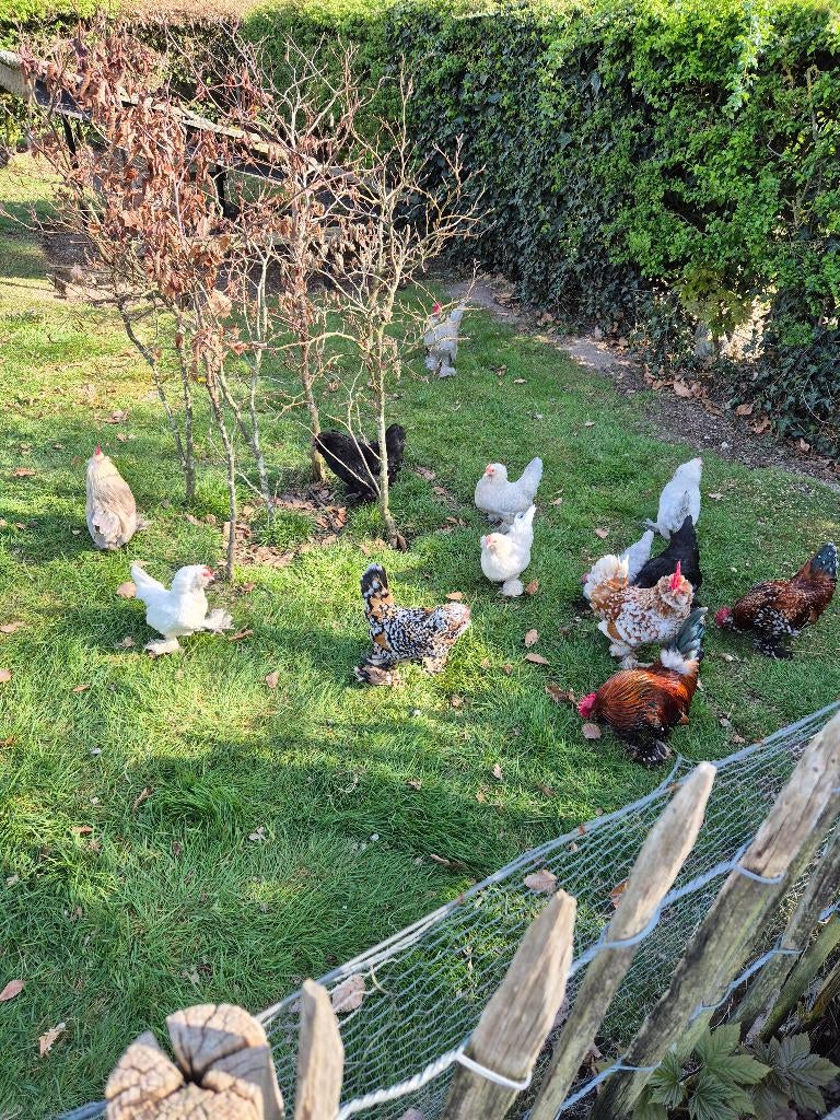 Broedeieren Ukkelse baardkriel, Dieren en Toebehoren, Geslacht onbekend, Kip