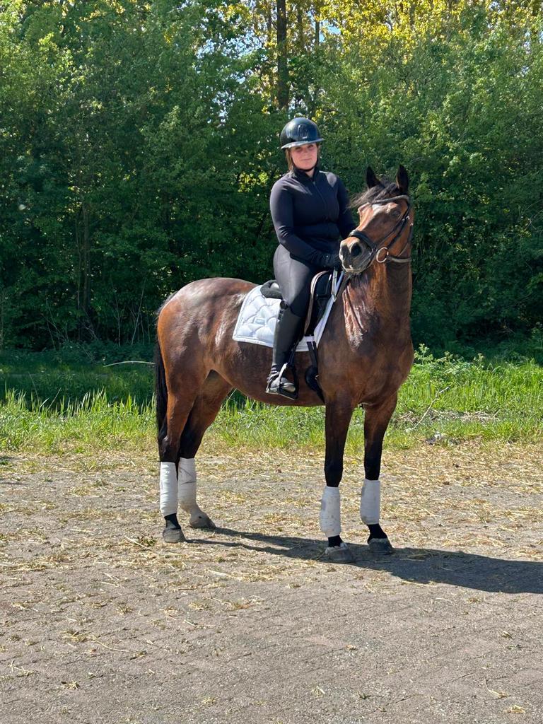 Lieve D-pony te koop, Dieren en Toebehoren, Pony's, Merrie, Z, Dressuurpony, 11 jaar of ouder