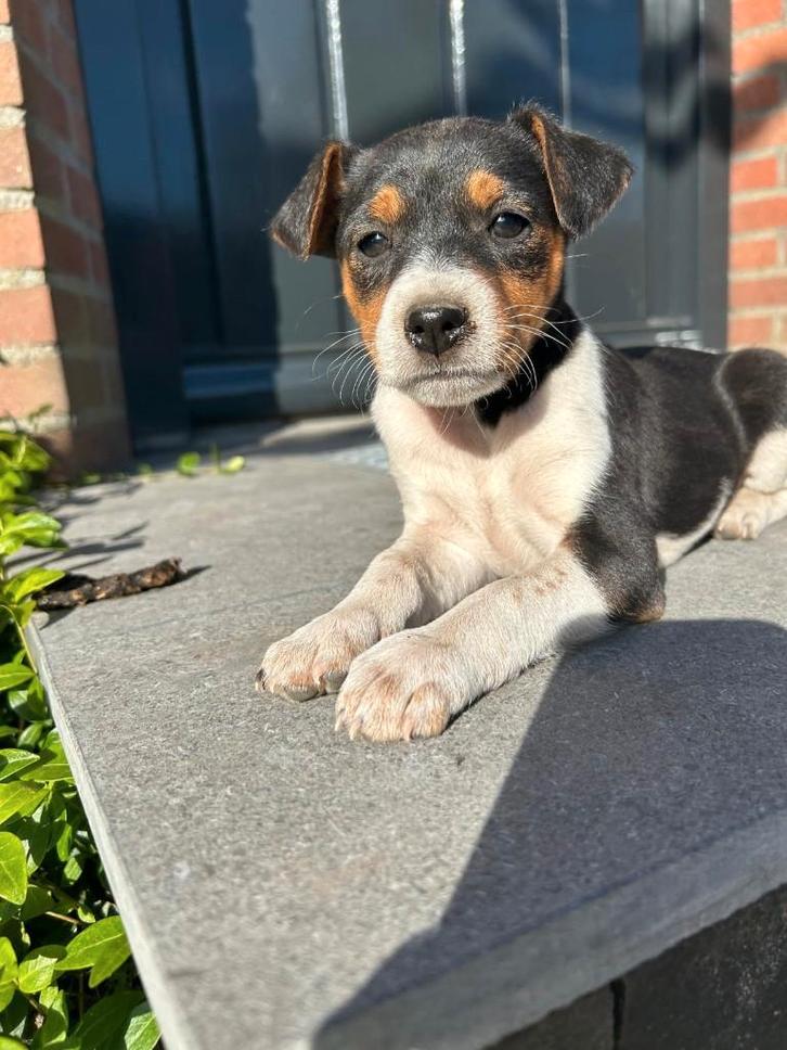 Boerenfox pups, Dieren en Toebehoren, Honden | Jack Russells en Terriërs, Meerdere dieren, Overige rassen, Particulier, Meerdere