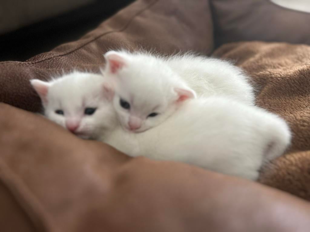 Lieve witte kittens zoeken een warm thuis, Meerdere dieren