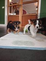 Prachtige Jack Russell pups black and tan en bont, Parvo, 8 tot 15 weken, Meerdere, Meerdere dieren