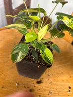 Philodendron Burl Marx Variegata - Zeldzaam!, Huis en Inrichting, Kamerplanten, Ophalen of Verzenden