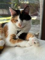 Cat for adoption: LANA, Poes, Langharig, 0 tot 2 jaar