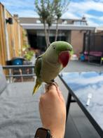 Alexander parkiet 2025 (Matcha), Dieren en Toebehoren, Geslacht onbekend, Geringd