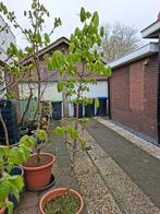 Volwassen Kastanje boom, Ophalen, Volle zon, Overige soorten, 100 tot 250 cm