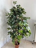 Kunst Ficus +- 110 cm, Huis en Inrichting, Ophalen, Ficus, Halfschaduw, 150 tot 200 cm