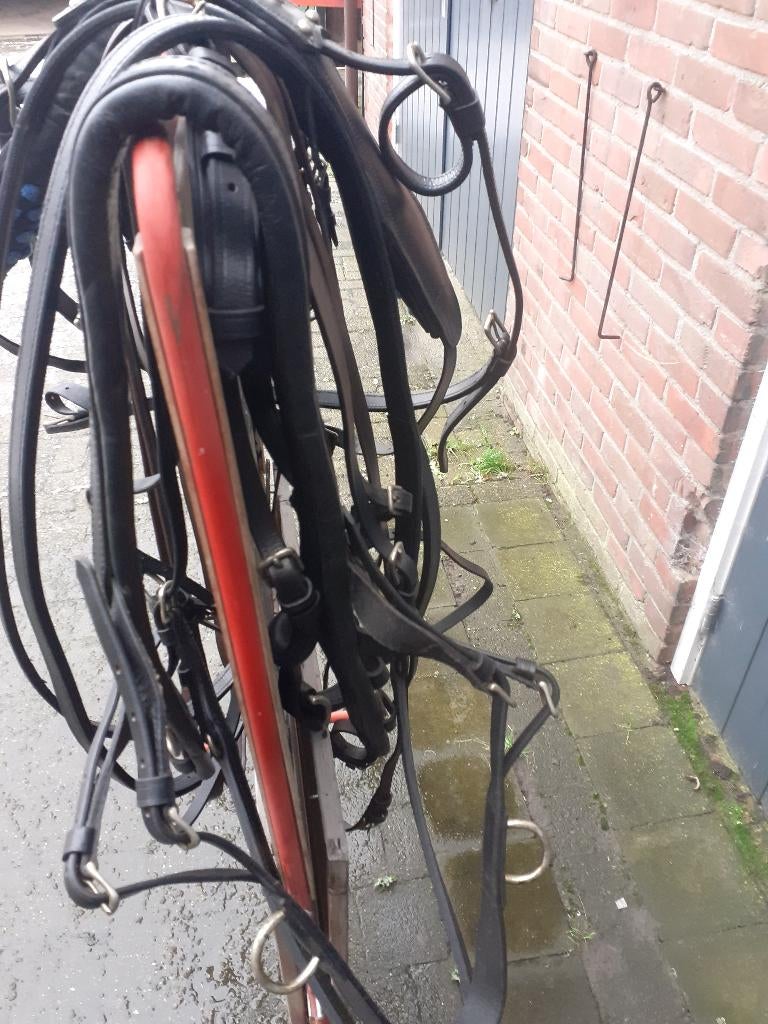 mentuigen, Dieren en Toebehoren, Ophalen of Verzenden, Nieuw, Overige soorten