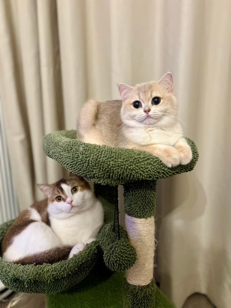 Britse Korthaar Poes 💖 Golden Blue Shaded, Poes, Gechipt, 0 tot 2 jaar