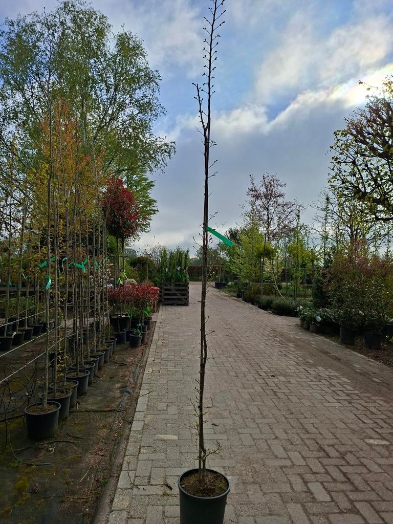 Goudiep, Ulmus carp. 'Wredei', Tuin en Terras, Planten | Bomen, Ophalen, In pot, Volle zon, Overige soorten
