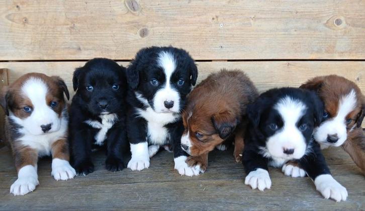 Boulab pups, Dieren en Toebehoren, Honden | Niet-rashonden, Meerdere dieren, Particulier, Meerdere, Nederland, 8 tot 15 weken