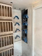 Gezocht jonge duiven, Meerdere dieren, Postduif