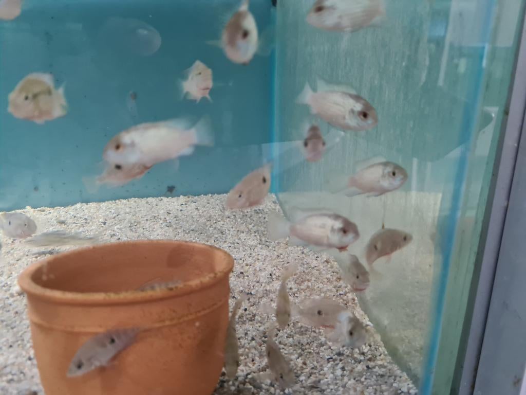 Electric Blue Acara Cichliden, Vis, Zoetwatervis