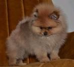 Pomeranian pomeriaan pups meisjes, 8 tot 15 weken, Teef, Poolhond, Parvo