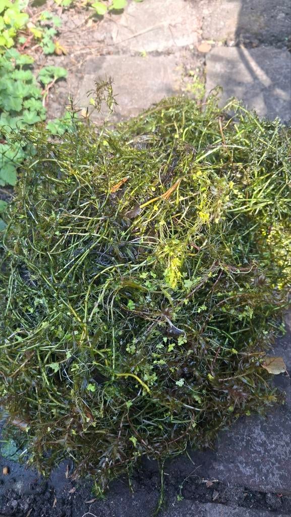 Zuurstofplanten voor de vijver, Ophalen