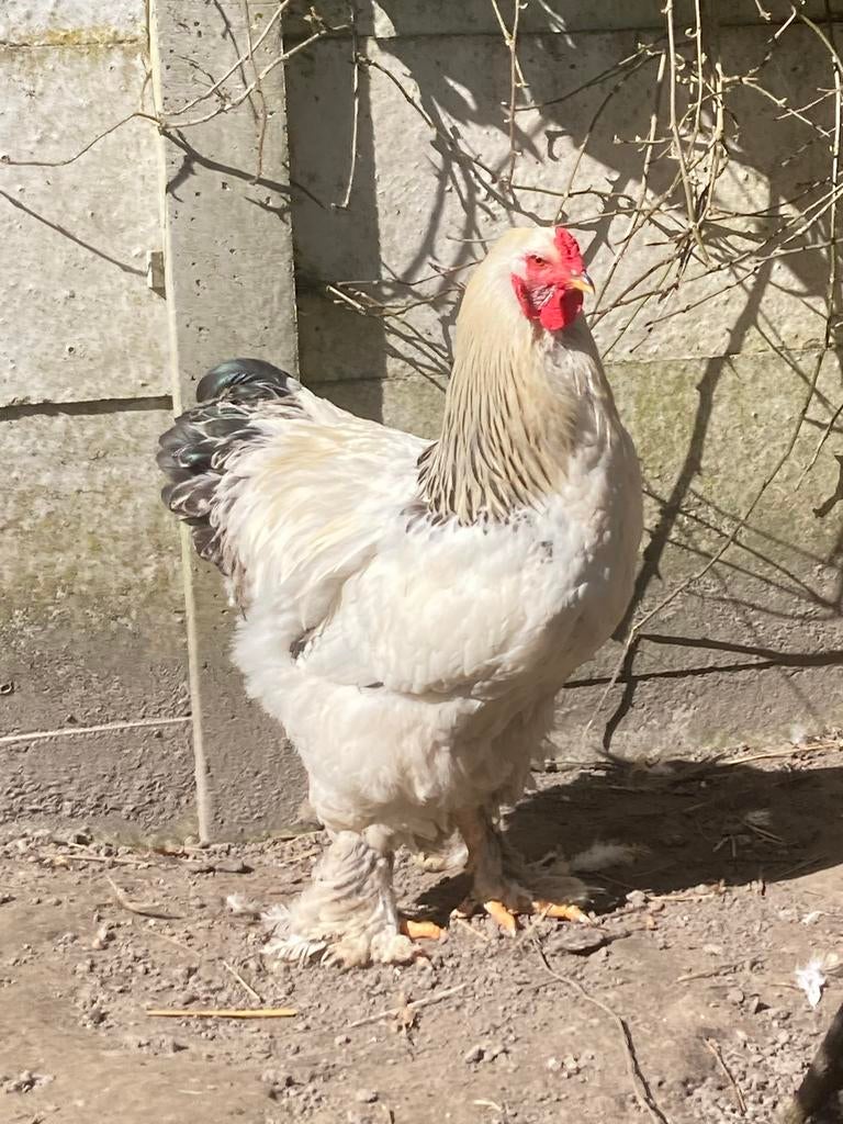Pluimvee brahma haan groot, Dieren en Toebehoren, Pluimvee, Mannelijk, Kip