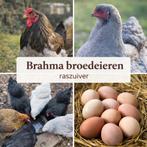 Brahma Broedeieren, Dieren en Toebehoren, Pluimvee, Geslacht onbekend, Kip