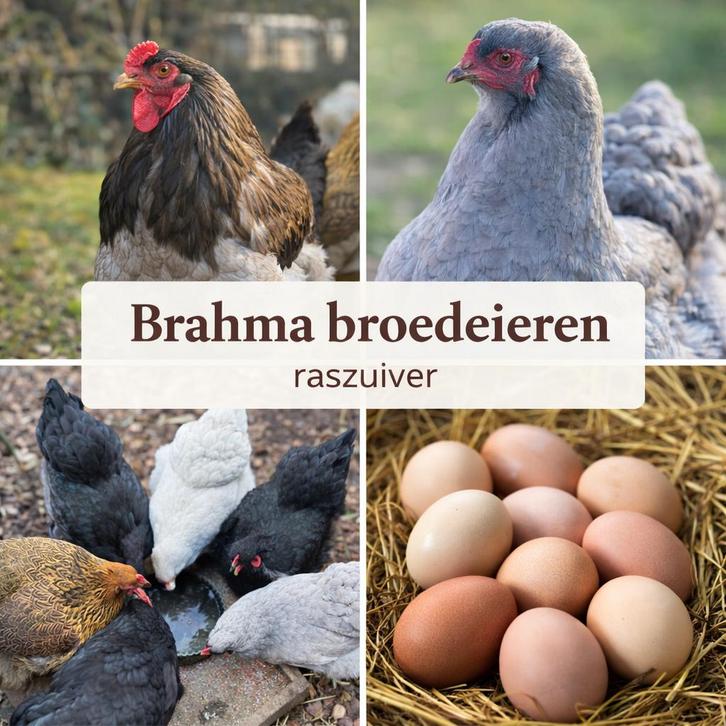 Brahma Broedeieren, Dieren en Toebehoren, Pluimvee, Kip, Geslacht onbekend