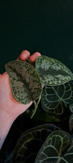 Stekjes ruilen/kopen, Ophalen of Verzenden, Halfschaduw, Minder dan 100 cm