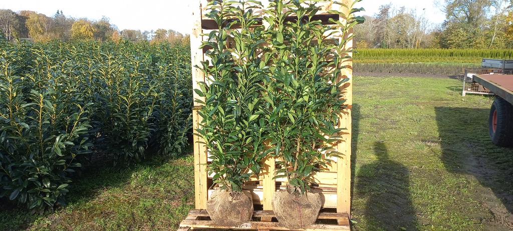 Goed vertakte laurier struiken prunus genolia 80 tot 175 cm, Ophalen of Verzenden, Laurier, 100 tot 250 cm