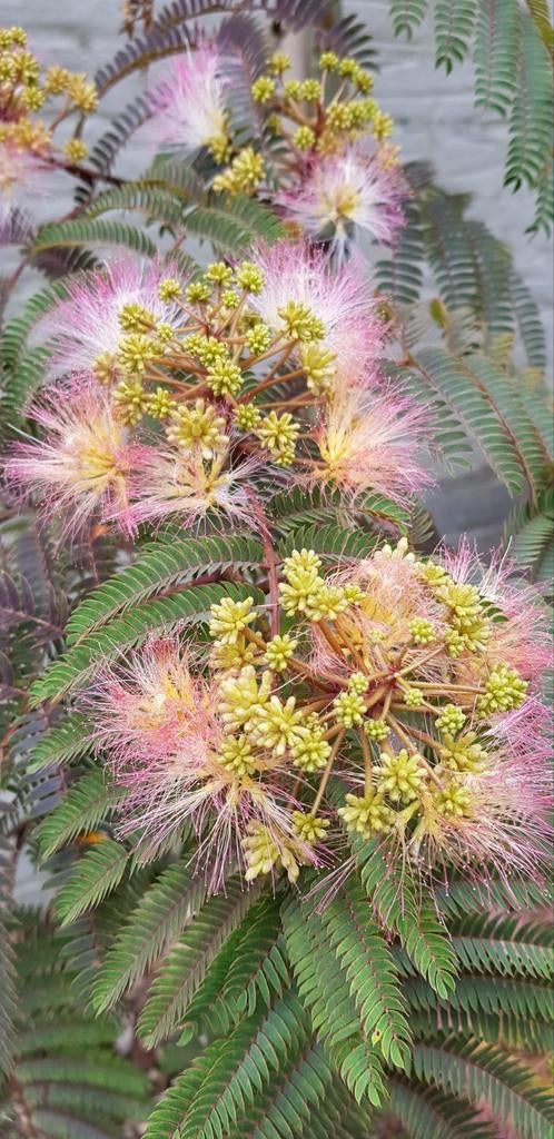 Albizia Chocolate Fountain / Nieuw !! / treur slaapboom, Tuin en Terras, Treurboom, 100 tot 250 cm, Zomer, Ophalen