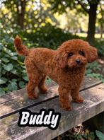 toypoedel/ toy poedel / poedel dekreu 24 cm volledig getest, Dieren en Toebehoren, Fokker | Hobbymatig, Reu, 1 tot 2 jaar, Buitenland