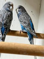 Te koop melanistic grasparkieten, Dieren en Toebehoren, Vogels | Parkieten en Papegaaien, Meerdere dieren, Parkiet, Geringd