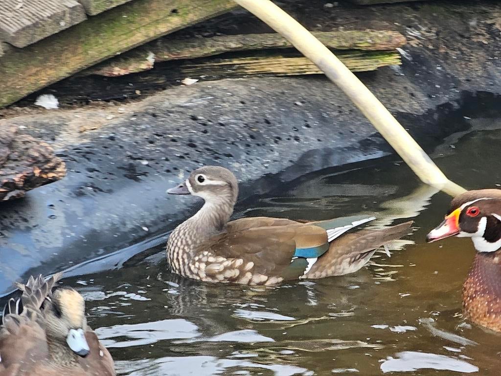 Mandarijneend vrouw, Vrouwelijk, Eend