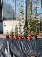 Hedera Hibernica - Klimop planten in diverse maten, Ophalen