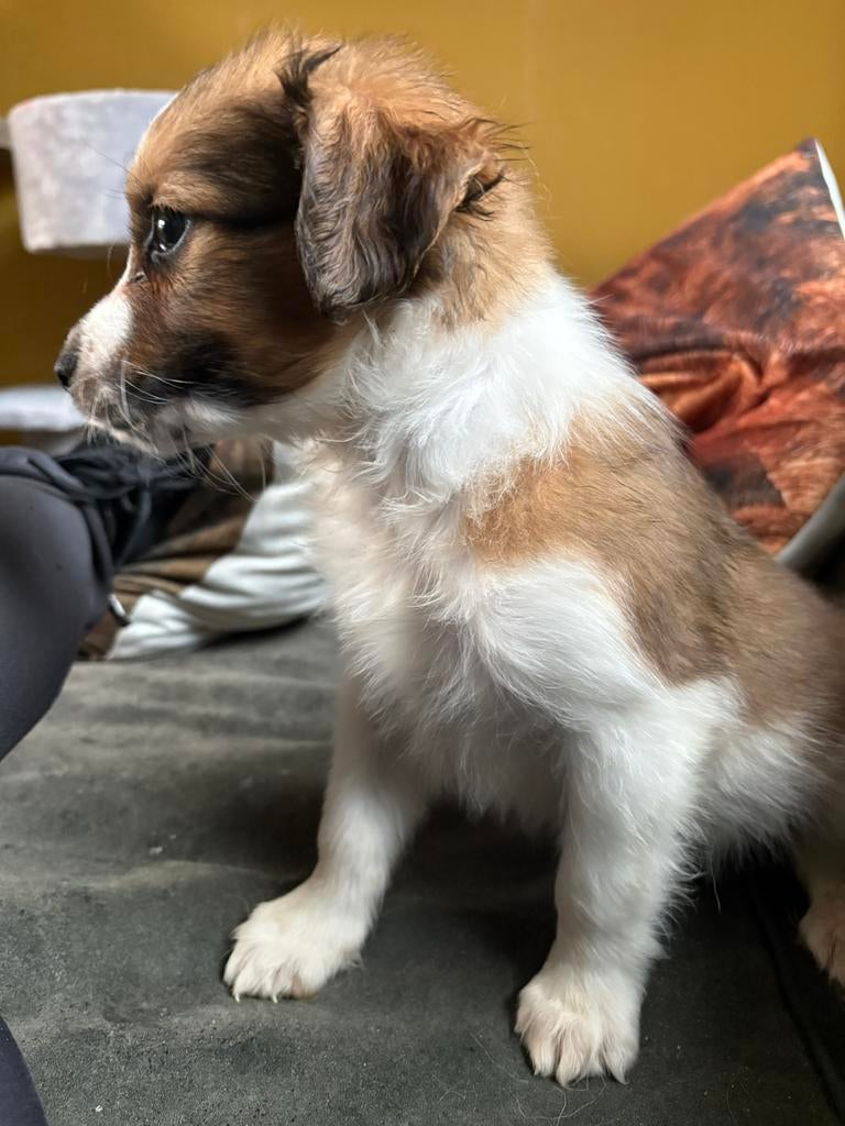 Kooiker pup, Dieren en Toebehoren, 8 tot 15 weken, Eén hond, Nederland, Particulier