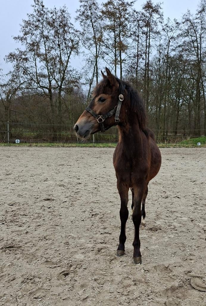New Forest D pony merrie 1 jaar, Dieren en Toebehoren, Vrouwelijk, 0 tot 2 jaar