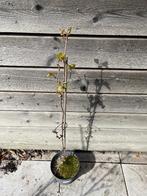 Witte druif Vitis Vinifera, Tuin en Terras, Planten | Tuinplanten, Ophalen, Vaste plant, Fruitplanten, Volle zon