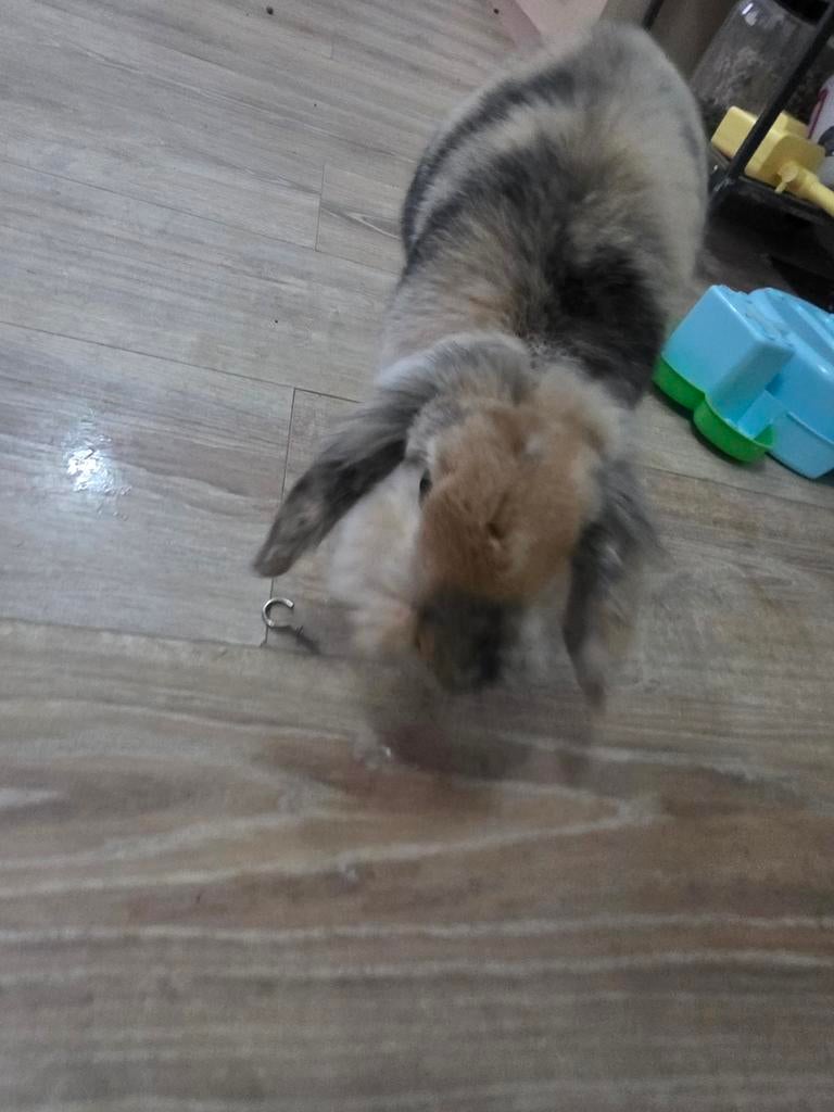 Konijntje, Dieren en Toebehoren, Konijnen