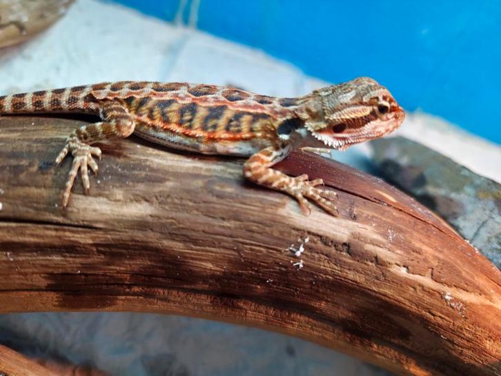Mooie red tiger baardagaam  vrouwtje van 7 weken  aangeboden Bearded Dragon - female for sale from hobby kweker DB Dragons