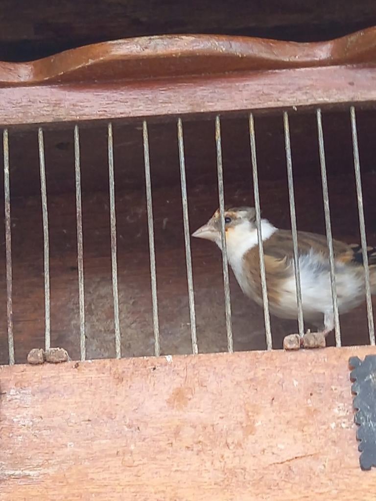 Bonte bastaard putter, Mannelijk