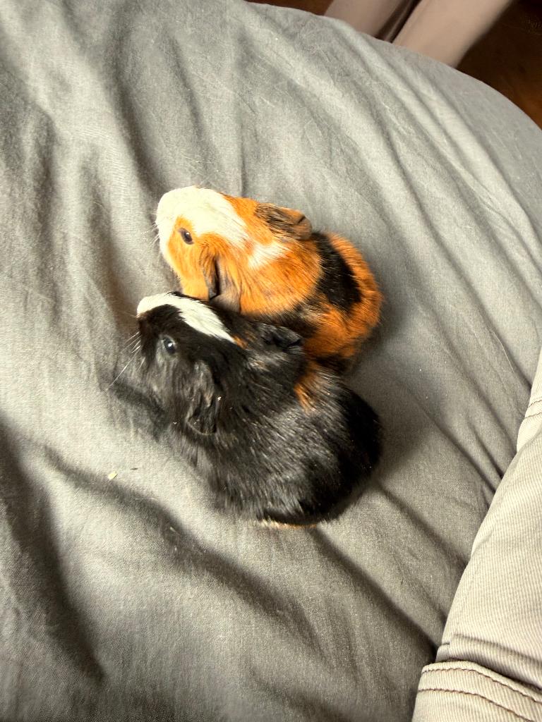 3 cavia meisjes, Dieren en Toebehoren, Knaagdieren, Vrouwelijk, Tam, Maart, Cavia