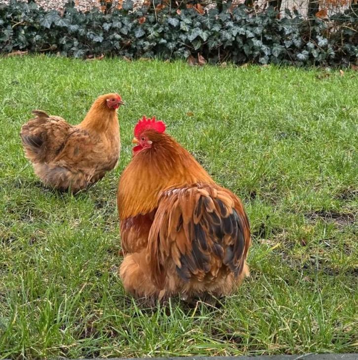 Cochin kriel haan met Hen – Paartje zoekt een nieuw huis, Dieren en Toebehoren, Pluimvee, Kip, Mannelijk