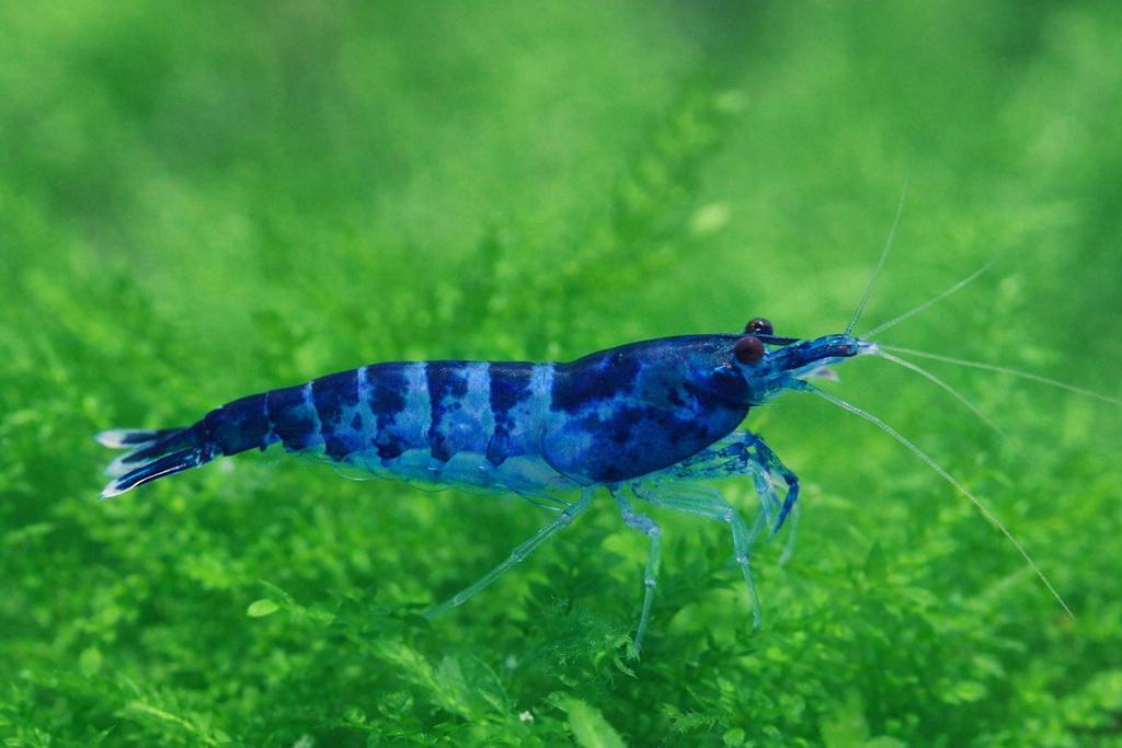 Blue dream garnalen, Dieren en Toebehoren, Vissen | Aquariumvissen, Kreeft, Krab of Garnaal, Zoetwatervis, Schoolvis