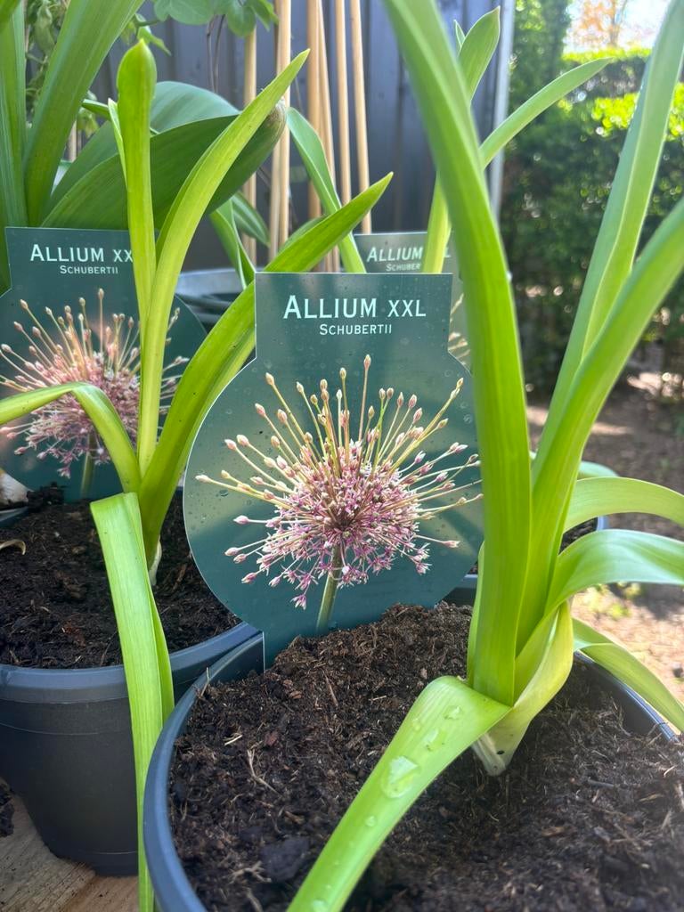 Allium, Ophalen of Verzenden, Halfschaduw