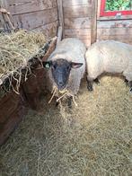 2 suffolk ooien van respectievelijk 5 en 6 jaar, Dieren en Toebehoren, Vrouwelijk, Schaap