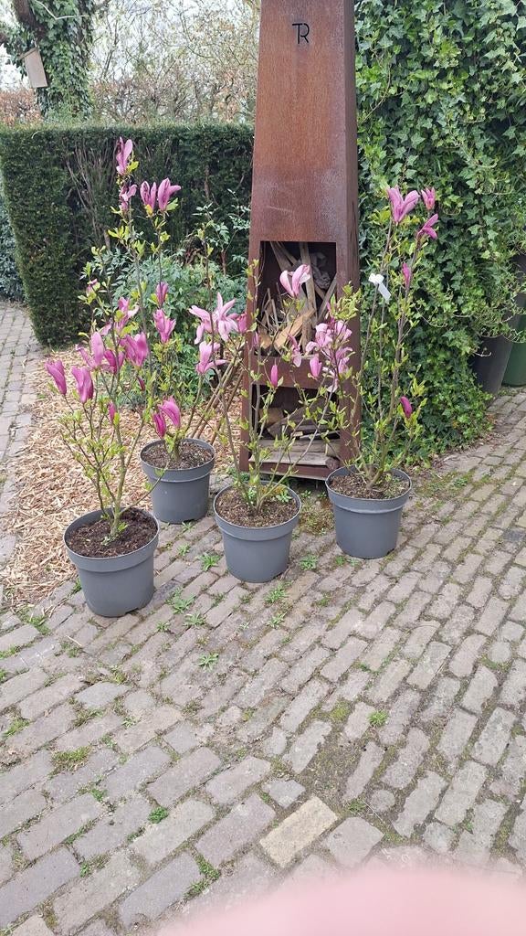 Magnolia Susan - Prachtige roze bloemen voor uw tuin, Vaste plant, Halfschaduw, Lente, Ophalen