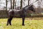Prachtige 6 jarige te koop, Dieren en Toebehoren, Pony's, Merrie, D pony (1.37m tot 1.48m), Met stamboom, 3 tot 6 jaar