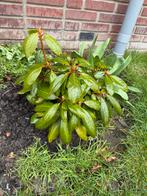 3 x Rhododendron 'Marcel Menard' - Wintergroene Heester, Overige soorten, Vaste plant, Ophalen of Verzenden, Halfschaduw
