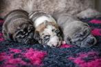 Nog 1 teefje, Amerikaanse stafford (blauw merle brindle), Dieren en Toebehoren, Honden | Jack Russells en Terriërs, Parvo, 8 tot 15 weken