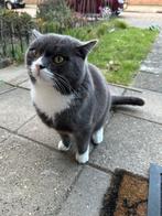 Britse korthaar, 0 tot 2 jaar