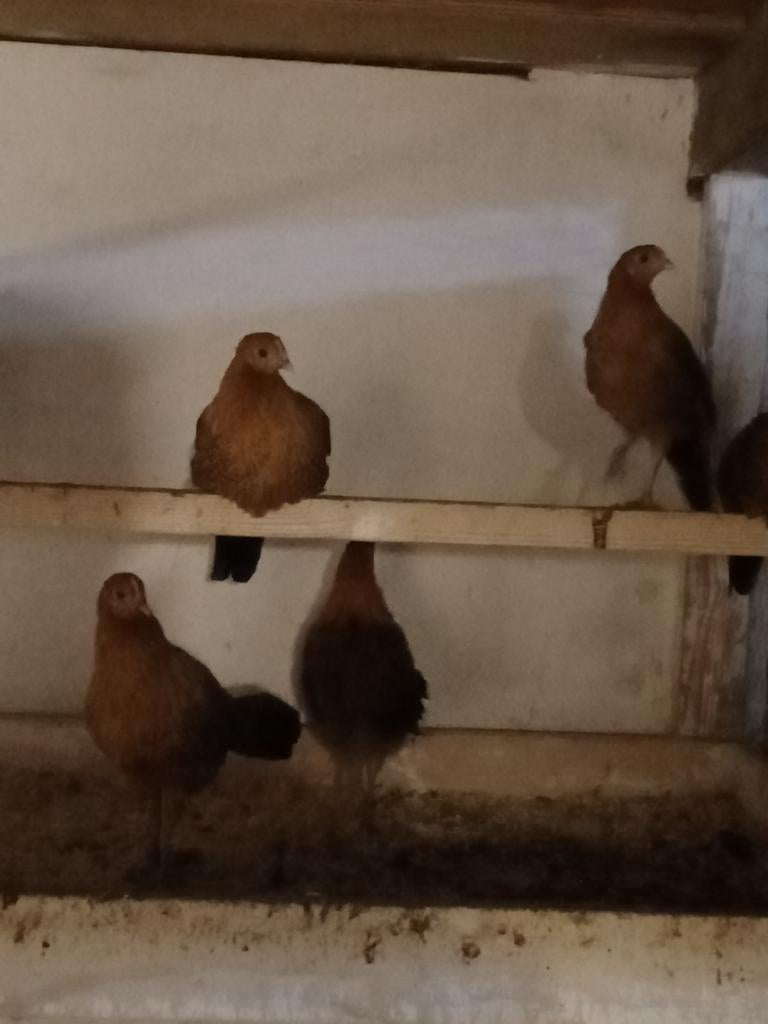 Trio jonge Friese hoenders goudpel, Dieren en Toebehoren, Meerdere dieren, Kip