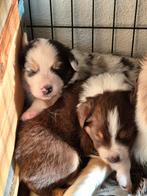 Australian Shepherd pups, 8 tot 15 weken, Meerdere, Meerdere dieren, Herder