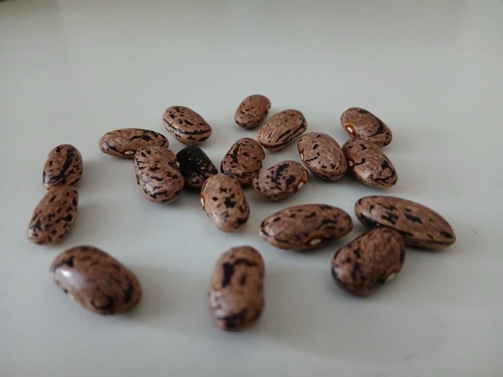 Borlottibonen kievitsbonen voor in de moestuin, Tuin en Terras, Ophalen, Volle zon